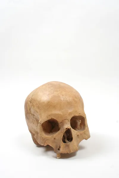 Cráneo aislado — Foto de Stock