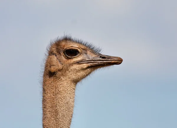 Retrato de avestruz — Fotografia de Stock