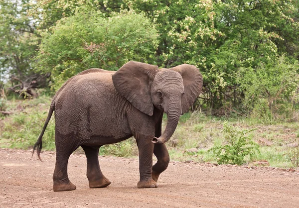 Jovem elefante caminhando pela estrada — Fotografia de Stock
