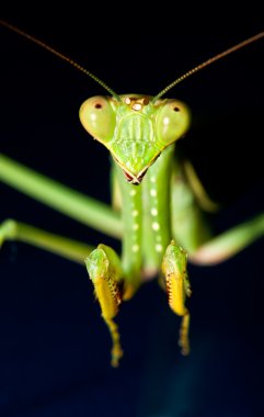 Green praying mantis clipart