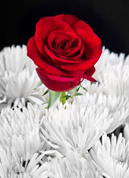 Musta ja valkoinen kuva punaisella ruusulla — kuvapankkivalokuva
