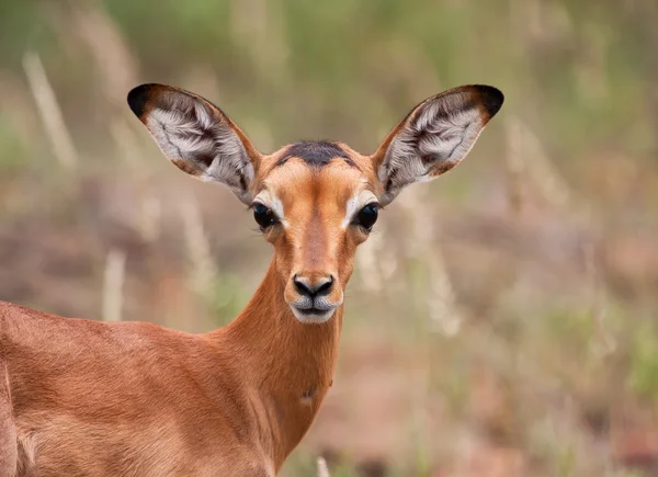 Dziecko impala wyglądający wpis — Zdjęcie stockowe