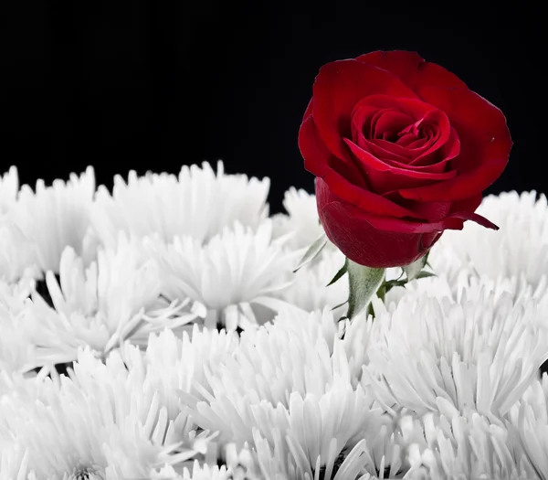 Červená růže kontrast v bílé bouget — Stock fotografie