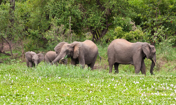 Elephants eating green grass next to a bush