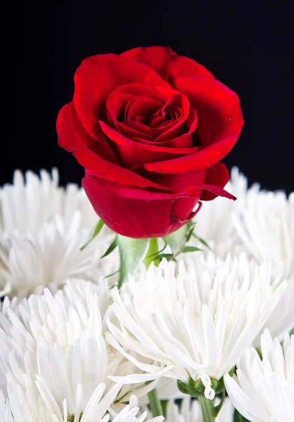 Red rose in contrast with bouget — Stock Photo, Image
