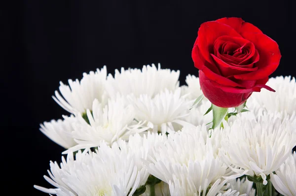 Rød rosekontrast i hvit bukett – stockfoto