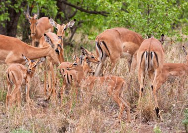 Herd of impalas clipart