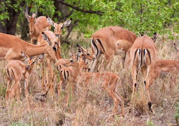 Herd of impalas — Stock Photo, Image