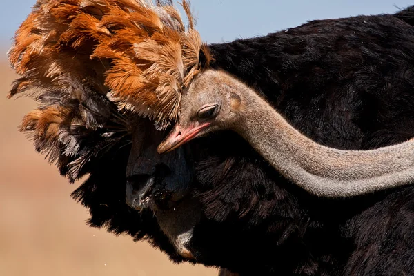 Ostrich looking for something under his feathers — Stock Photo, Image