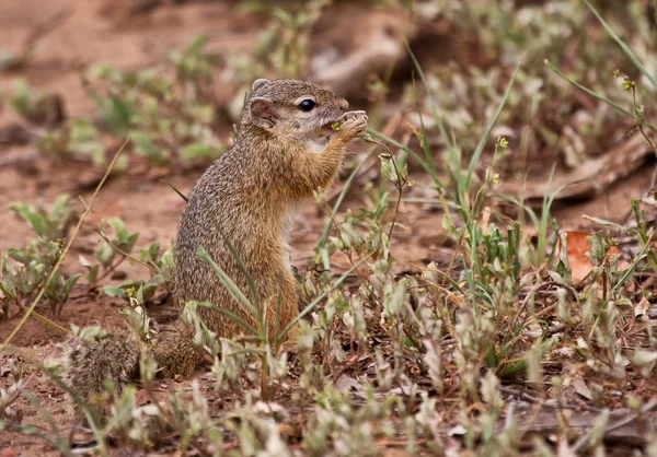 Esquilo comendo sementes de grama — Fotografia de Stock