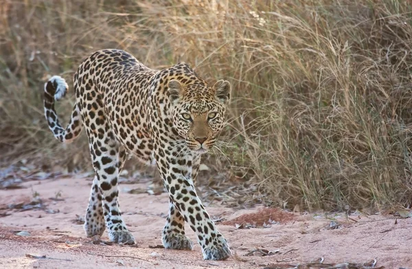 Leopardo fêmea caminhando — Fotografia de Stock