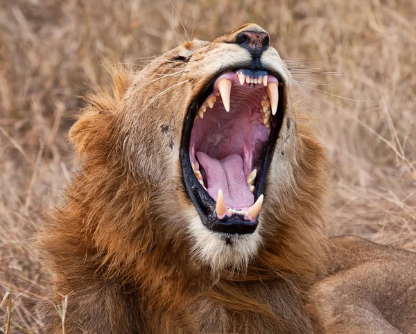 León macho bostezando — Foto de Stock