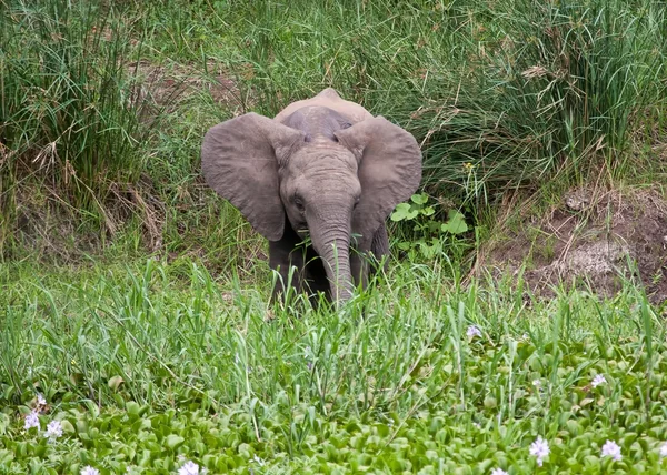 Jovem elefante comendo grama — Fotografia de Stock