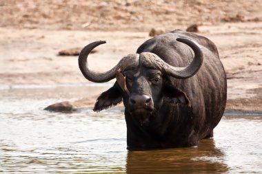 Buffalo, suda ayakta orada boğa