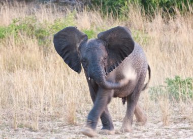 pequeño elefante tirando arena sobre su cuerpo