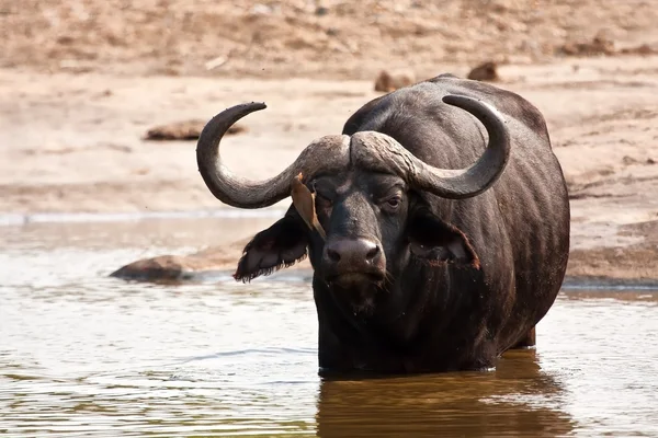 Buffalo, suda ayakta orada boğa — Stok fotoğraf