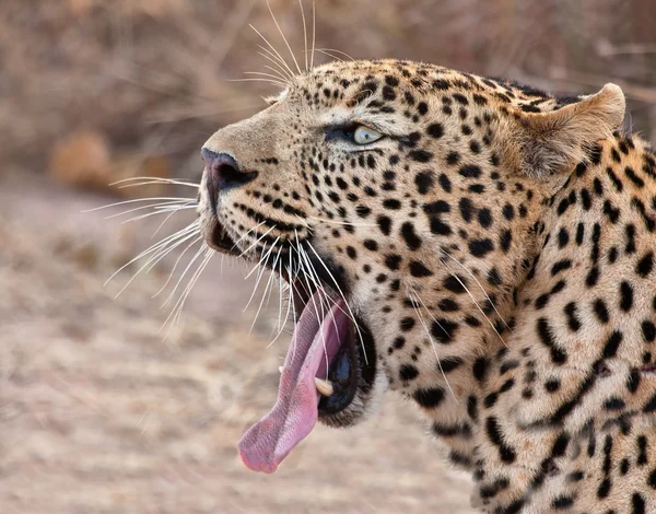 Leopardo macho bocejo — Fotografia de Stock