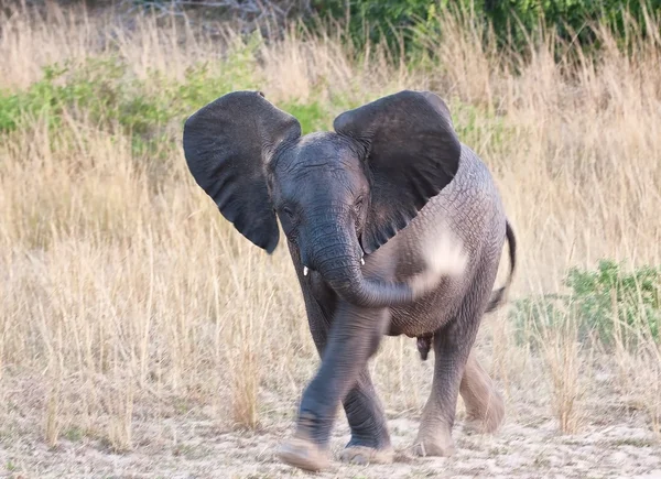 Pequeno elefante jogando areia em seu corpo — Fotografia de Stock