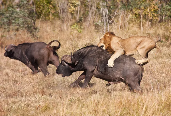 Mannetjes leeuw aanvallen enorme buffalo stier Rechtenvrije Stockfoto's