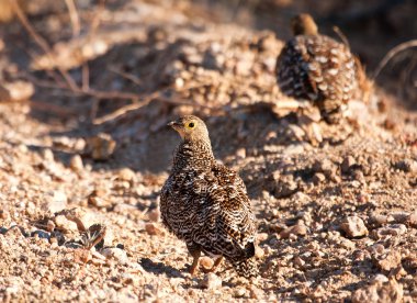 Pair of double banded sandgrouse clipart