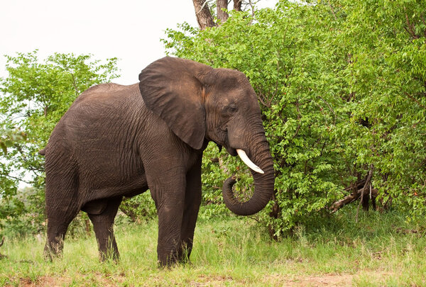 Elephant bull eating green leaves in the bush