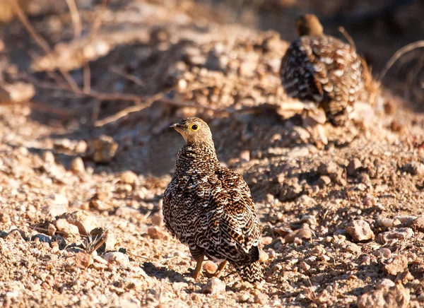Pair of double banded sandgrouse — Stock Photo, Image