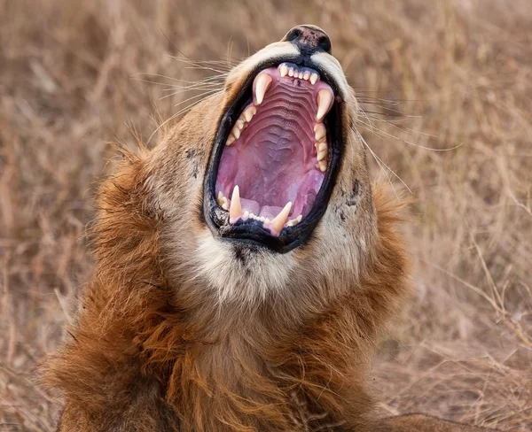 若い男性ライオンあくび — ストック写真