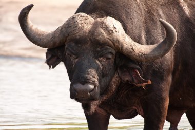 Buffalo sığ suda ayakta orada boğa