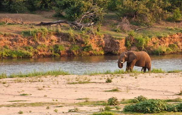 Sloní býk stojí u řeky — Stock fotografie