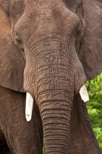 Retrato de touro elefante — Fotografia de Stock
