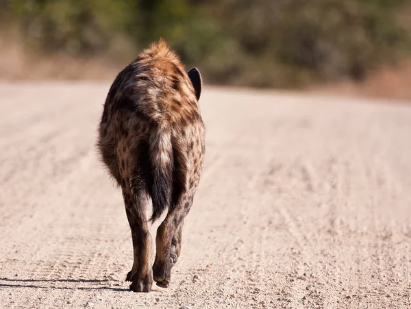 Hyena walking away — Stock Photo, Image