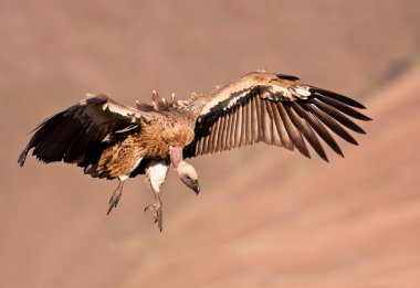 Cape Vulture flying clipart