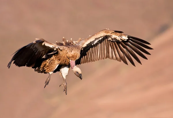 Uçan cape akbaba — Stok fotoğraf