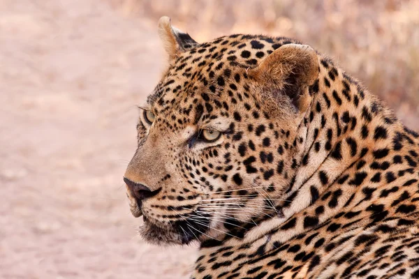 Leopardo maschio sdraiato all'ombra — Foto Stock