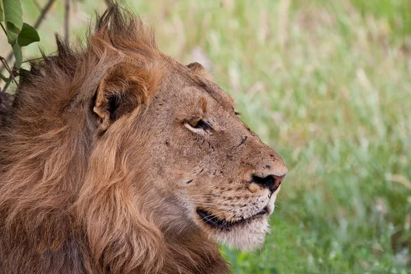 Lion mâle couché à l'ombre — Photo