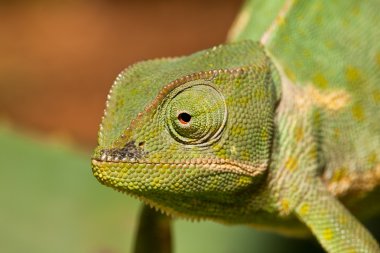 yetişkin yeşil cameleon