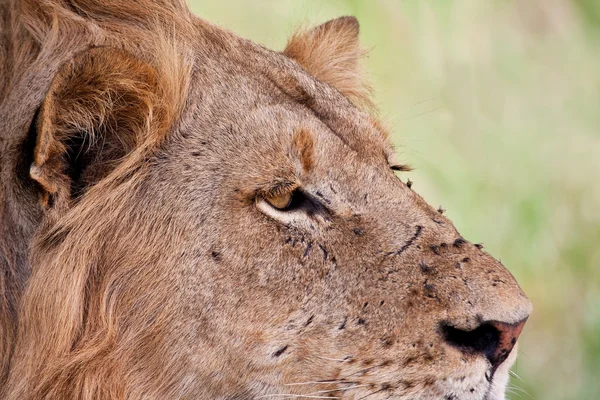 雄ライオンの凝視の肖像画 — ストック写真