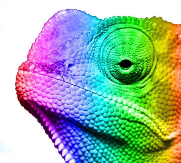 Macro de camaleão multi colorido — Fotografia de Stock