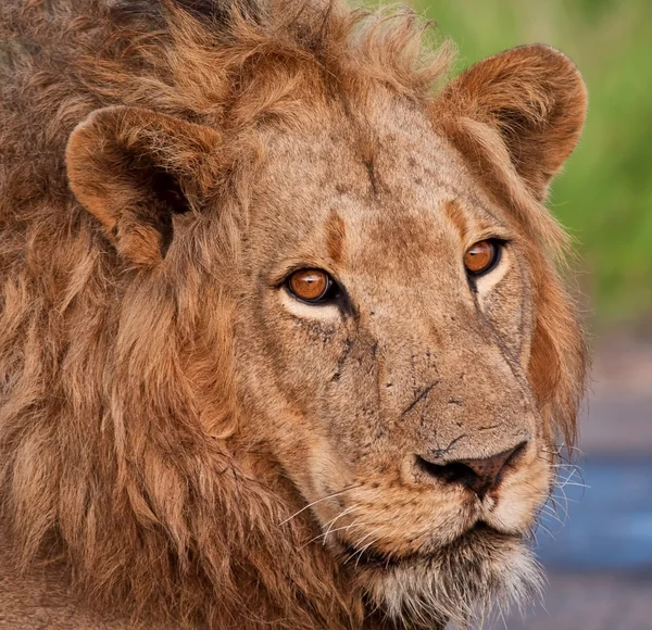 雄性狮子的关门 — 图库照片
