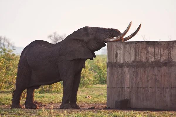 Riesiger Elefantenbulle trinkt Wasser — Stockfoto