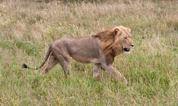 Mannetjes leeuw muf zijn prooi — Stockfoto