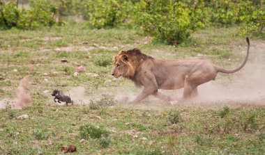 Male lion chasing baby warthog clipart
