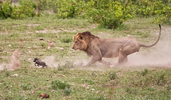 Mannetjes leeuw chasing baby wrattenzwijn — Stockfoto