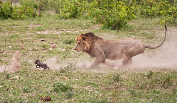 Male lion chasing baby warthog
