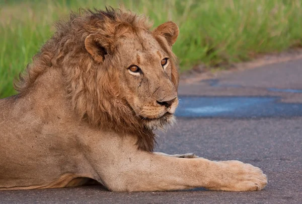 Löwenmännchen liegt auf einer Straße — Stockfoto