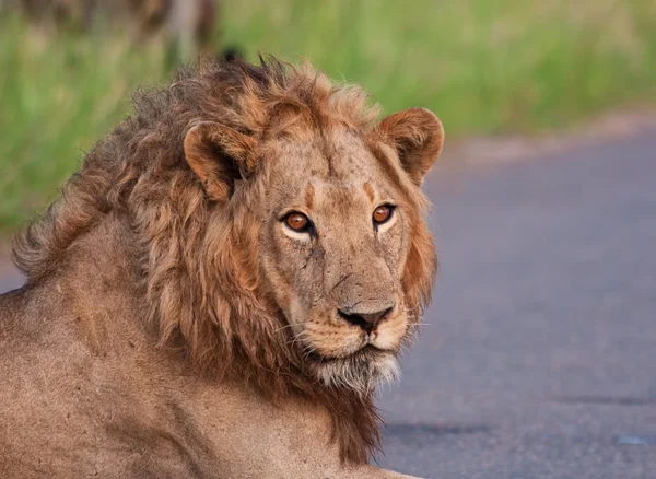 Portret van jonge mannetjes leeuw — Stockfoto