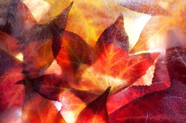 Autumn leaves frozen solid clipart