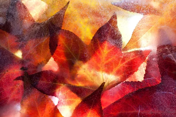 Herbstblätter gefroren fest — Stockfoto