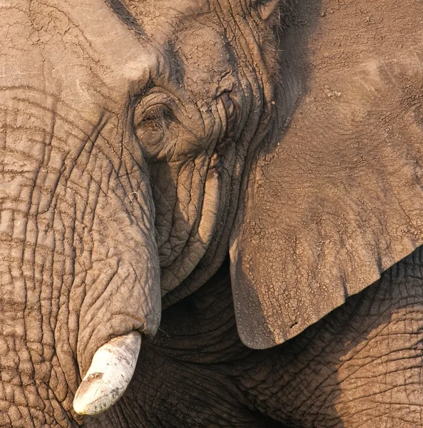 Elefantenbullenkopf — Stockfoto