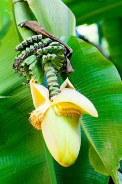 Banana flower blossom clipart